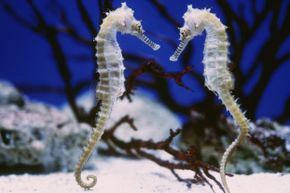 seahorses