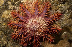 This jerk of a sea star devours coral reefs.