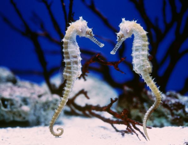 seahorses