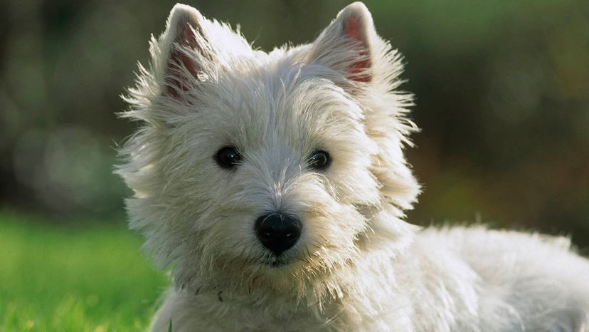 West Highland terrier	