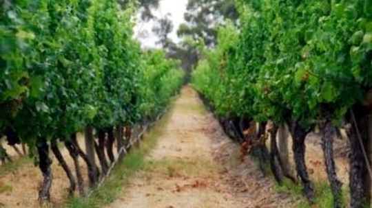 西澳大利亚葡萄酒产区终极指南