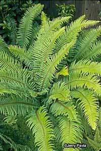 Western sword fern growsin a tight clump.