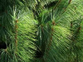 Long Needle Pine Tree