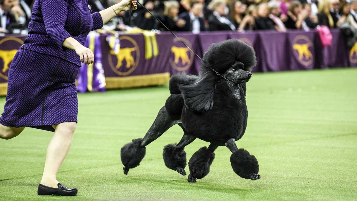 can you bring your dog to the westminster dog show