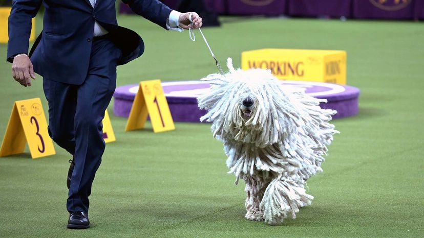 威斯敏斯特养犬俱乐部狗展“border=