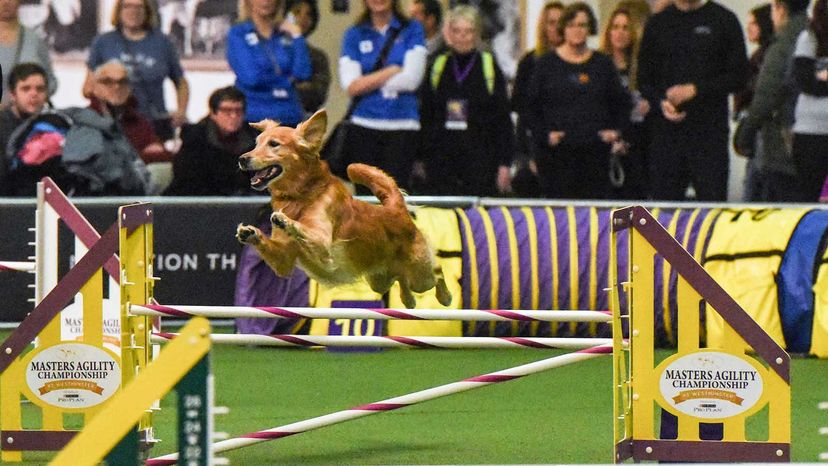 Westminster Kennel Club Dog Show