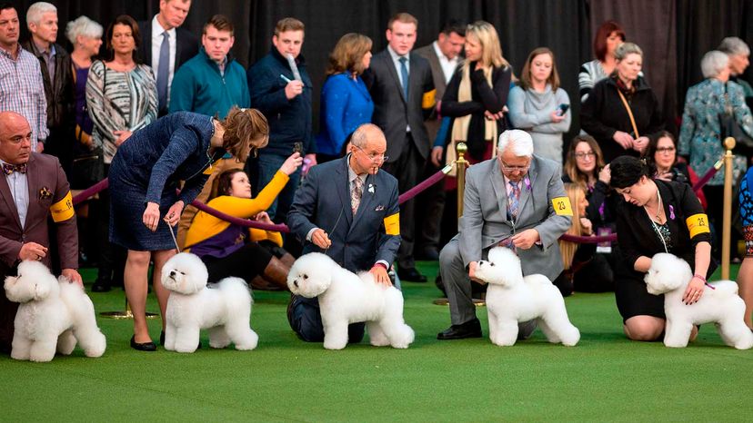 Will there be a 2021 Westminster dog show?