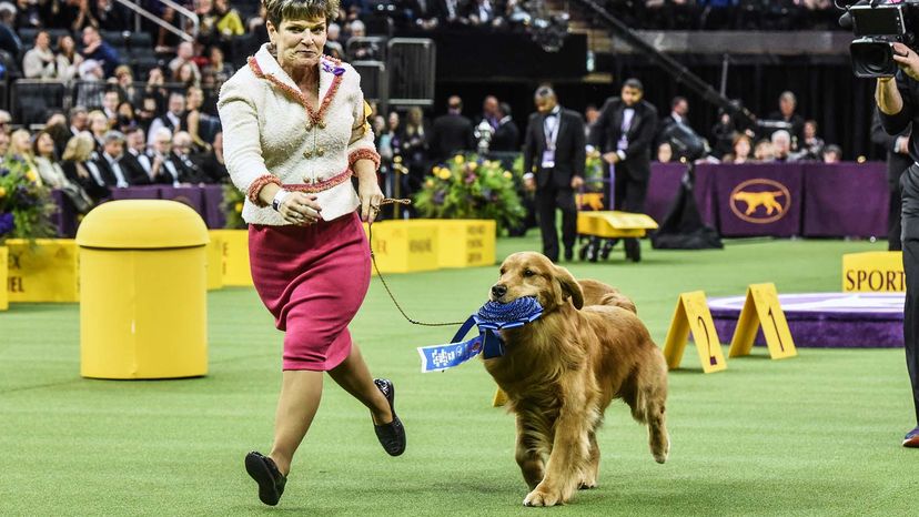 Westminster Kennel Club Dog Show