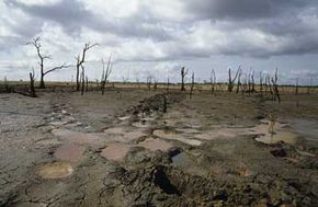 A drought-stricken wetland in Sri Lanka, with elephant tracks through the mud.