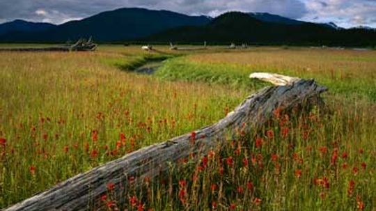 How Wetlands Work