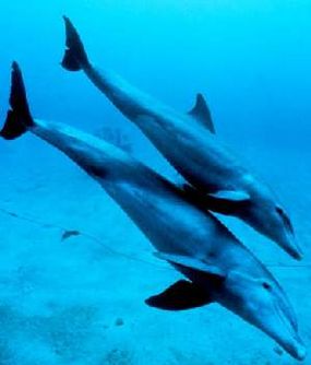 A bottlenose dolphin mother with her calf. Dolphins, which make up the family Delphinidae within the order of whales, are thought to be among the smartest animals on Earth.