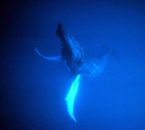 Male humpback whales are known for their long, vocal songs. A humpback's song can last as long as 30 minutes, and can be heard underwater miles away.