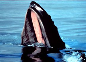 A humpback whale extending its baleen plate above the ocean surface