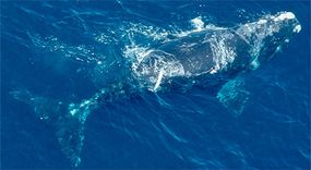 Right whales, so named because they were the "right whale to hunt," are among the most endangered whales today. Researchers estimate there are only a few hundred left in the world.