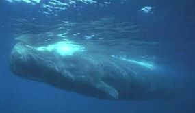 The lungs of a sperm whale (pictured here) can collapse as the whale dives to deeper depths for food.