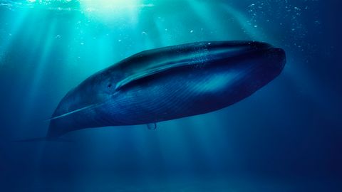 blue whales