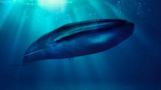 The Blue Whale: Bigger Than Megalodon