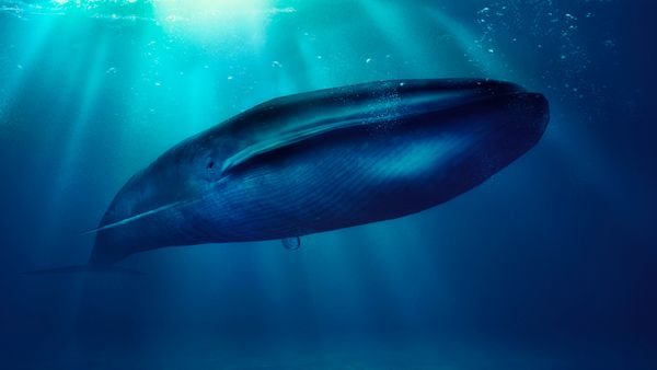 Blue whale