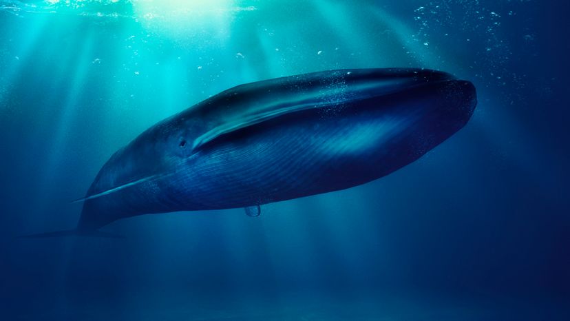 blue whale photos