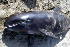 Marine Mammal Image Gallery A whale is washed ashore on a beach in Ibaraki Prefecture, northeast of Tokyo. See more pictures of marine mammals.