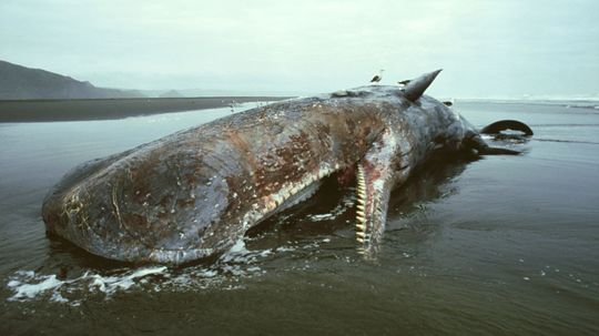 What happens to whales when they die?