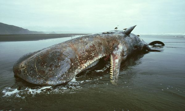 blue whale size comparison to megalodon