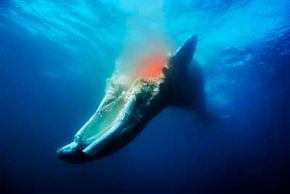 Whale Fall: Life After Death - Whale Fall | HowStuffWorks