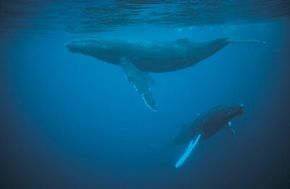 Whale sleep patterns are different from land mammals in that they are never really unconscious when they sleep.
