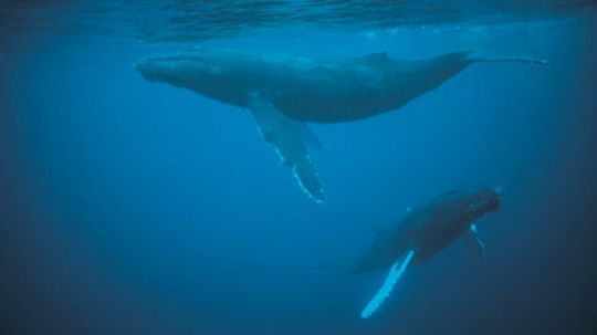 Do whales and dolphins sleep?