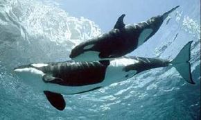 Orca whales are among the most successful ocean predators, hunting in groups and feeding on everything from small fish to other whales. They are also one of the most intelligent and playful whale species, and seem to be quite fond of humans.