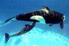 orca calf nursing