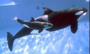 An orca mother and her calf. Orcas, commonly known as "killer whales," are members of the family Orcinus. Despite their common name, orcas pose very little threat to humans and even seem to enjoy human company.