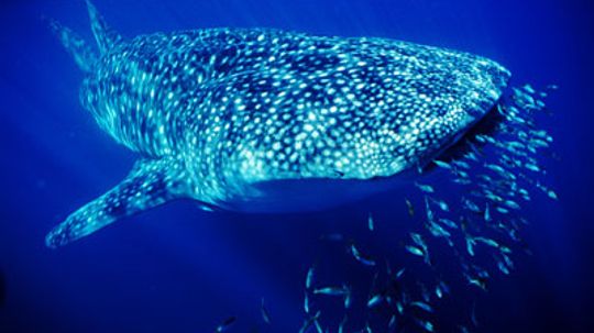 How Whale Sharks Work