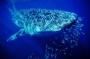 A whale shark sets the table for dinner. See more pictures of sharks.