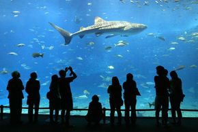 游客在日本冲绳岛的冲绳丘阿米水族馆的丙烯酸全景窗户看鲸鲨。“border=