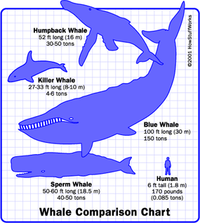 Whales vary considerably in size, but most all species dwarf a human being.