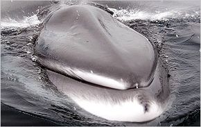 fin whale