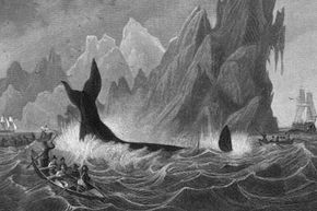 Early whalers used spears to take down whales, as represented in this 1820 engraving. See more pictures of marine mammals.
