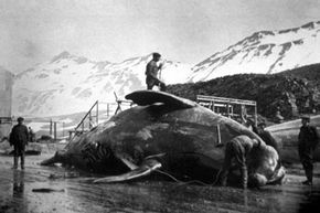 Workers begin to dissect the carcass of a whale caught in Antarctica in 1935.