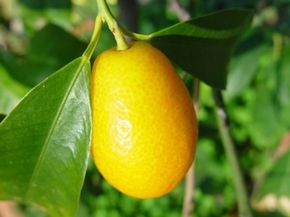 Kumquats are high in vitamin C. See more pictures of fruit.