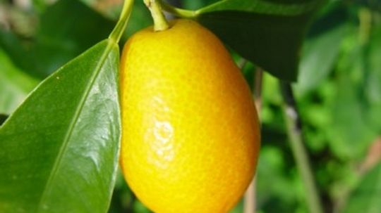 What are Kumquats?