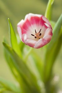 A close-up photograph of a tulip.&nbsp;