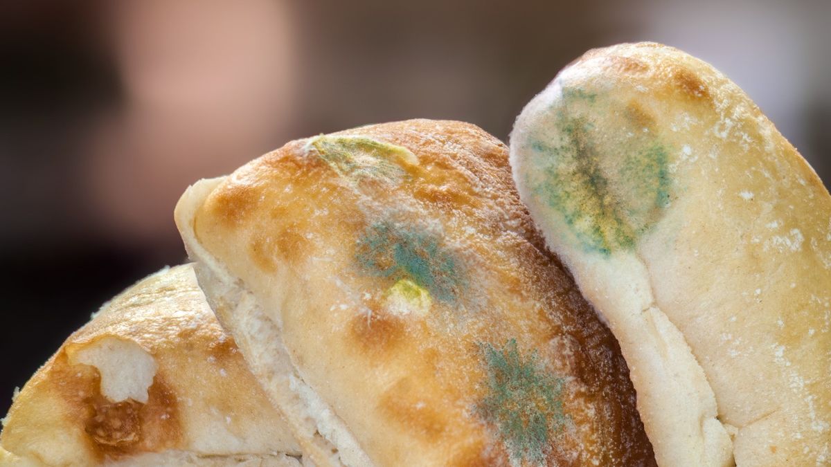 Moldy Bread - Mold Blogger