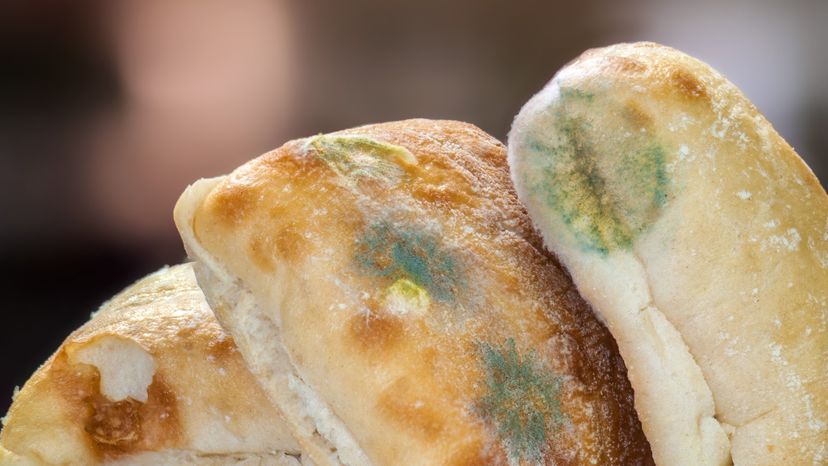 Moldy Bread