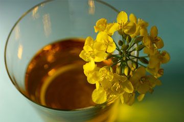 glass of canola oil with a canola plant