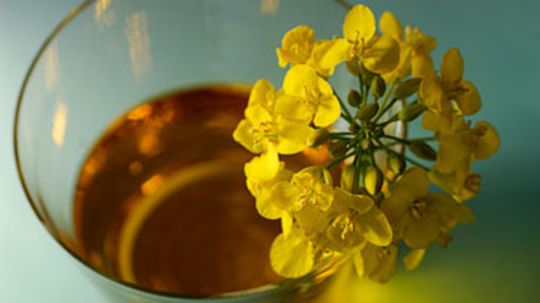 What is canola oil?