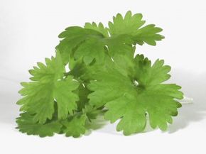 Cilantro is used in Asian, Mexican and Indian dishes. See more culinary herb pictures.