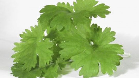 What is Cilantro?