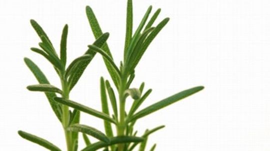 rosemary sprig