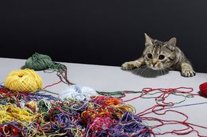 The feline version of string theory is slightly less complex.